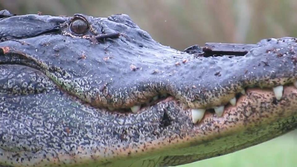 Video: Cá sấu khổng lồ huyền thoại nghênh ngang quanh sân golf - 1