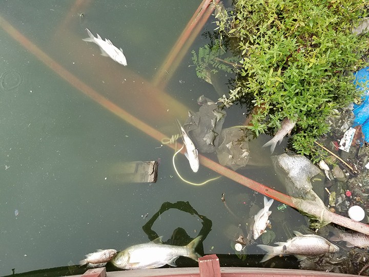 HN: Tròn 1 năm, cá lại chết trắng hồ Hoàng Cầu - 1