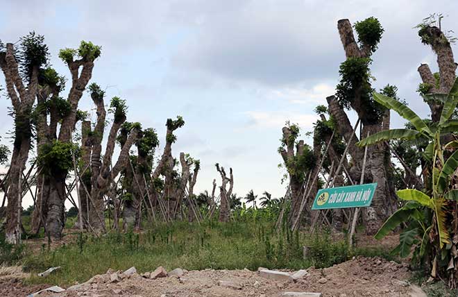 “Trồng lại cây cổ thụ đã đánh chuyển là hành động mạo hiểm” - 1