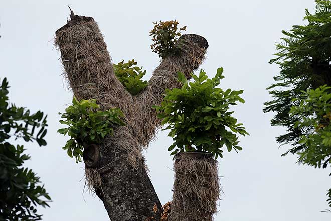 “Trồng lại cây cổ thụ đã đánh chuyển là hành động mạo hiểm” - 4
