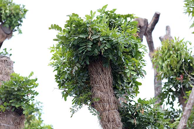 “Trồng lại cây cổ thụ đã đánh chuyển là hành động mạo hiểm” - 3