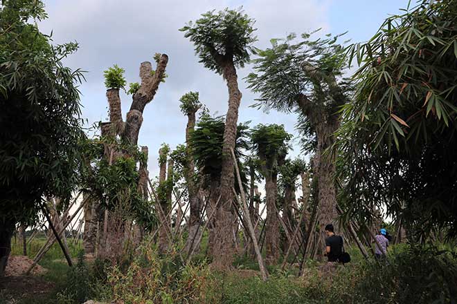 “Trồng lại cây cổ thụ đã đánh chuyển là hành động mạo hiểm” - 2
