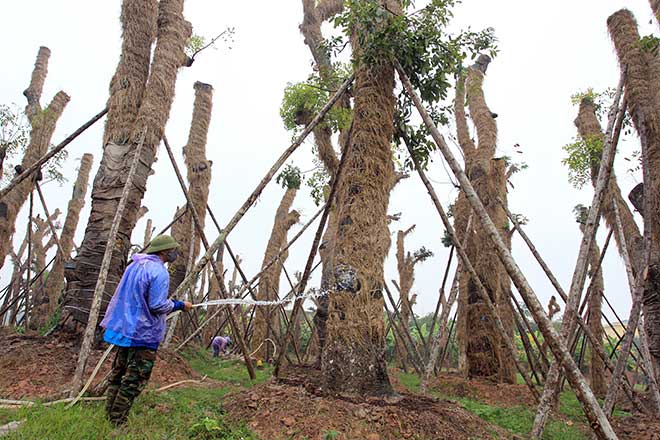 “Trồng lại cây cổ thụ đã đánh chuyển là hành động mạo hiểm” - 6