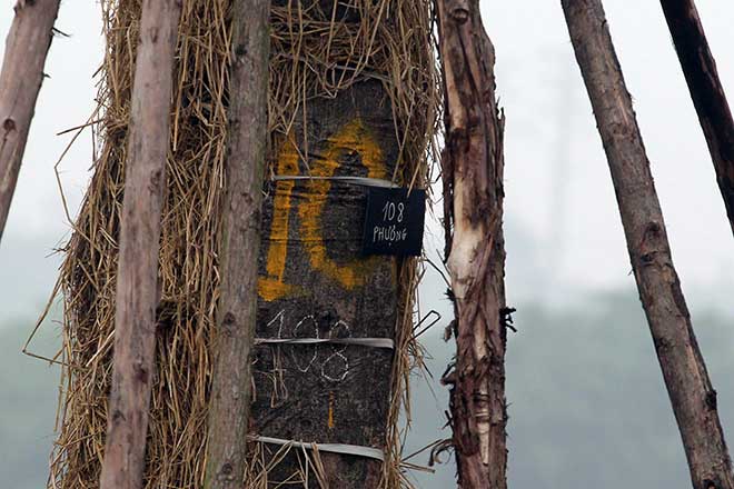 “Trồng lại cây cổ thụ đã đánh chuyển là hành động mạo hiểm” - 5