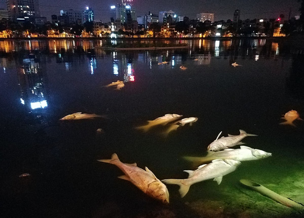 Hơn 40 công nhân xuyên đêm vớt cá chết ở hồ Hoàng Cầu - 1