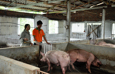 “Chìa khóa” mở thị trường lợn vào Trung Quốc và các nước là gì? - 1