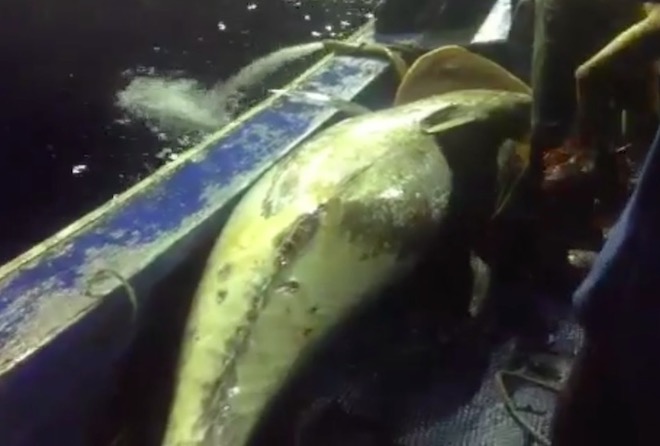 Thủy thủ 20 tuổi đã “đánh vật” với cá ngừ “khủng” như thế nào? - 1