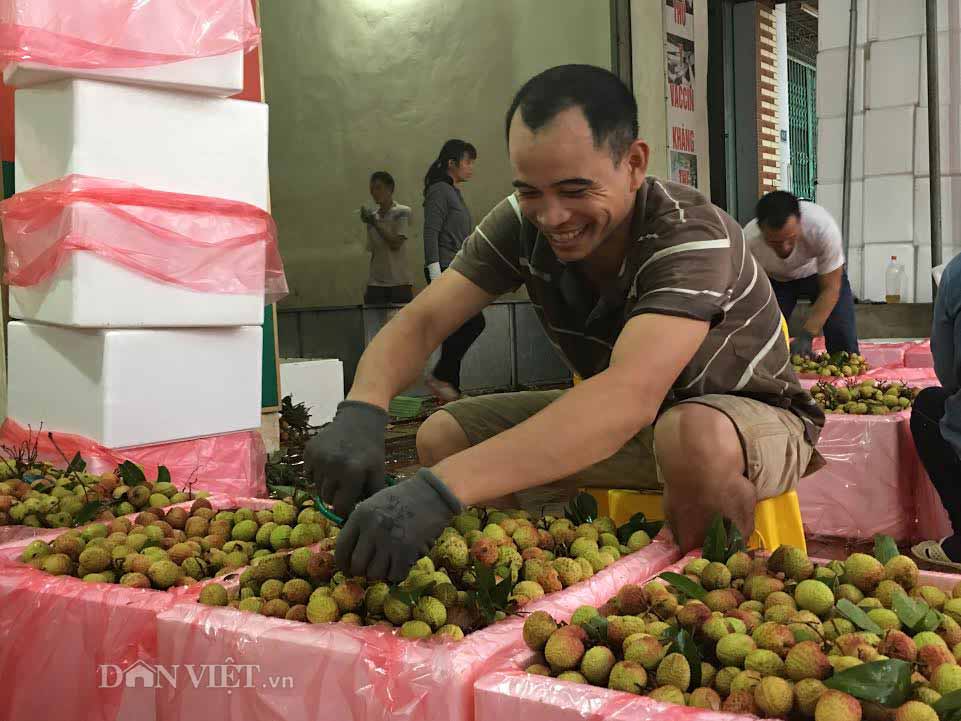 Vải thiều được mùa kỷ lục: Nông dân ước thu 700 tỷ đồng - 2