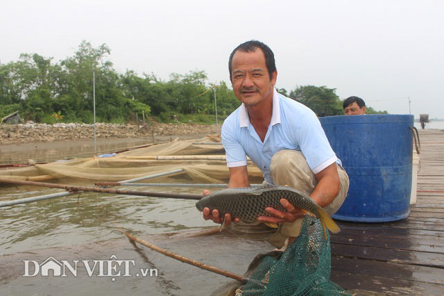 Chơi sang cho cá chép ăn đậu Úc, nông dân Thái Bình thu tiền tỷ - 2