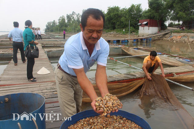 Chơi sang cho cá chép ăn đậu Úc, nông dân Thái Bình thu tiền tỷ - 4