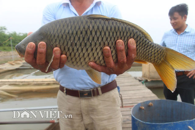 Chơi sang cho cá chép ăn đậu Úc, nông dân Thái Bình thu tiền tỷ - 6