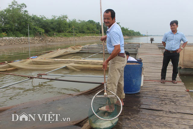 Chơi sang cho cá chép ăn đậu Úc, nông dân Thái Bình thu tiền tỷ - 1