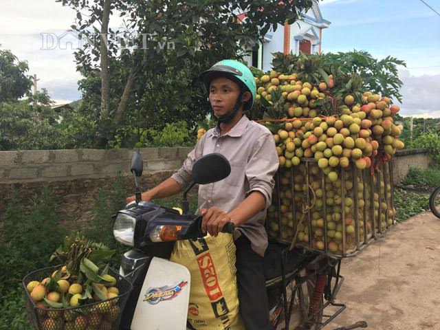 &#34;Săn&#34; thương lái Trung Quốc ở vựa vải thiều lớn nhất nước - 3