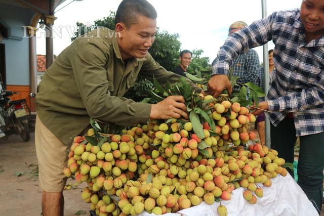 &#34;Săn&#34; thương lái Trung Quốc ở vựa vải thiều lớn nhất nước - 4