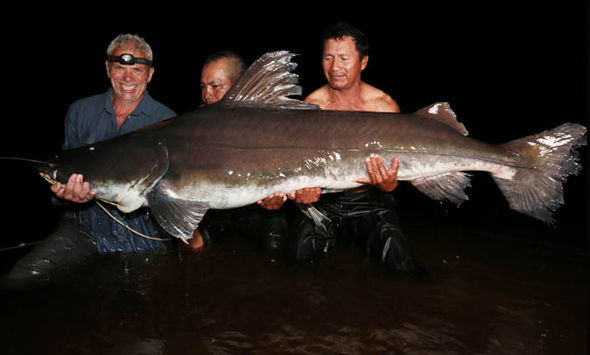 Bắt được cá chình khổng lồ như quái vật thời tiền sử - 2