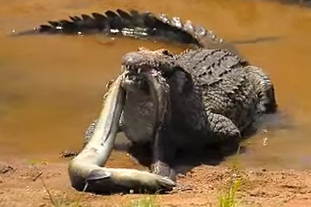 Video: Cá sấu tung đòn sát thủ, nuốt cá chình như người ăn bún - 1