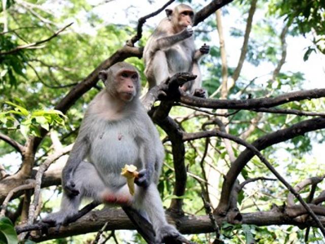 Chuyện kỳ lạ về đàn khỉ nương náu ngôi chùa ở Vũng Tàu