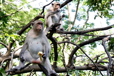 Chuyện kỳ lạ về đàn khỉ nương náu ngôi chùa ở Vũng Tàu - 1