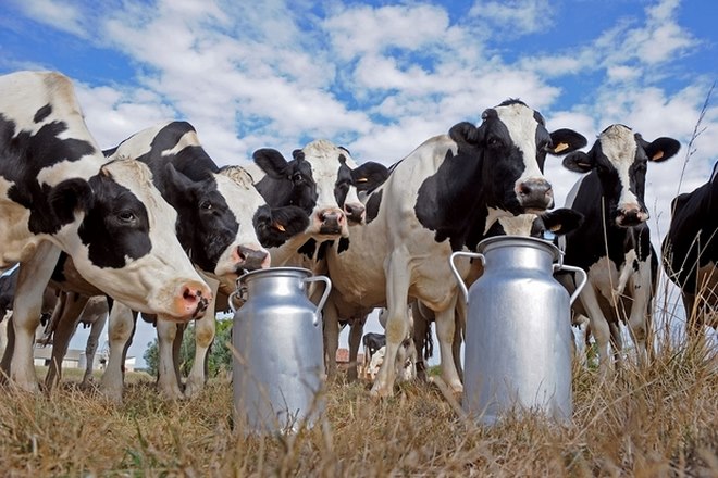 Đại gia thuê máy bay chở 4.000 bò sữa về cứu dân Qatar - 1