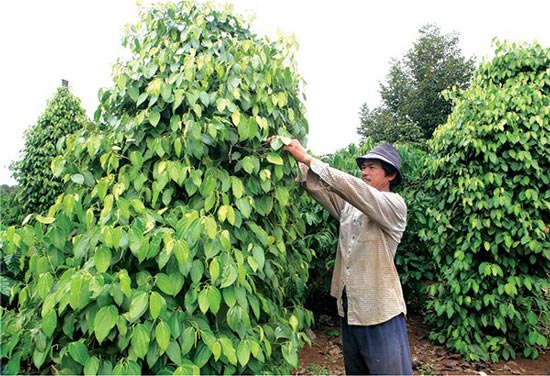 Người trữ tiêu lên cơn... "tăng xông" vì giá giảm tới 50% - 1