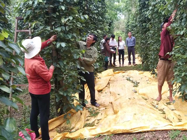 Người trữ tiêu lên cơn... "tăng xông" vì giá giảm tới 50% - 2