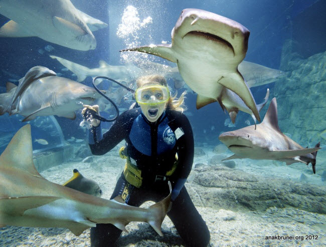 Lặn cùng cá mập: Du khách có thể lặn cùng cá mập tại California, Bahamas, Cuba hay Australia. Với trải nghiệm này, bạn có thể tận mắt thấy cá mập di chuyển, đớp thức ăn từ người hướng dẫn.