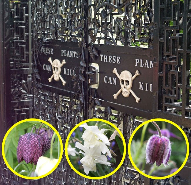 Khu vườn độc Alnwick, Anh: Đây là một trong khu vườn công cộng gần lâu đài Alnwick ở Northumberland. Điều đặc biệt của khu vườn này là các loại cây nguy hiểm nhất thế giới, có thể giết chết người.