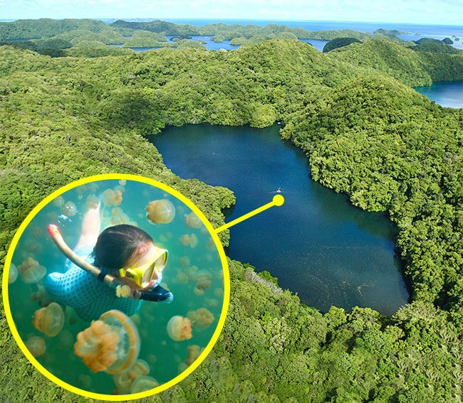 Hồ sứa, Palau: Hồ nằm trên bán đảo Rock ở Palau và nổi tiếng với hai loại sứa vàng và sứa mặt trăng. Do thiếu kẻ thù tự nhiên nên sứa ở đây sinh sản rất nhanh và chúng dần bị tiêu biến các tua độc. Đây là lý do tại sao du khách có thể thoải mái bơi lặn cùng chúng.