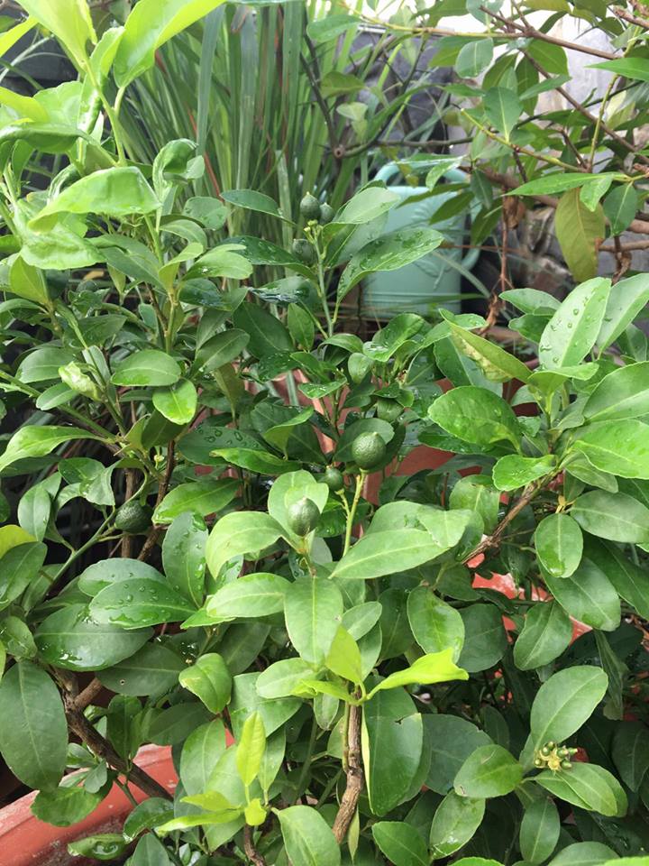 Kiếm tiền tỷ, vì sao Mỹ Linh, Thu Phương vẫn thích trồng rau, nuôi gà? - 8