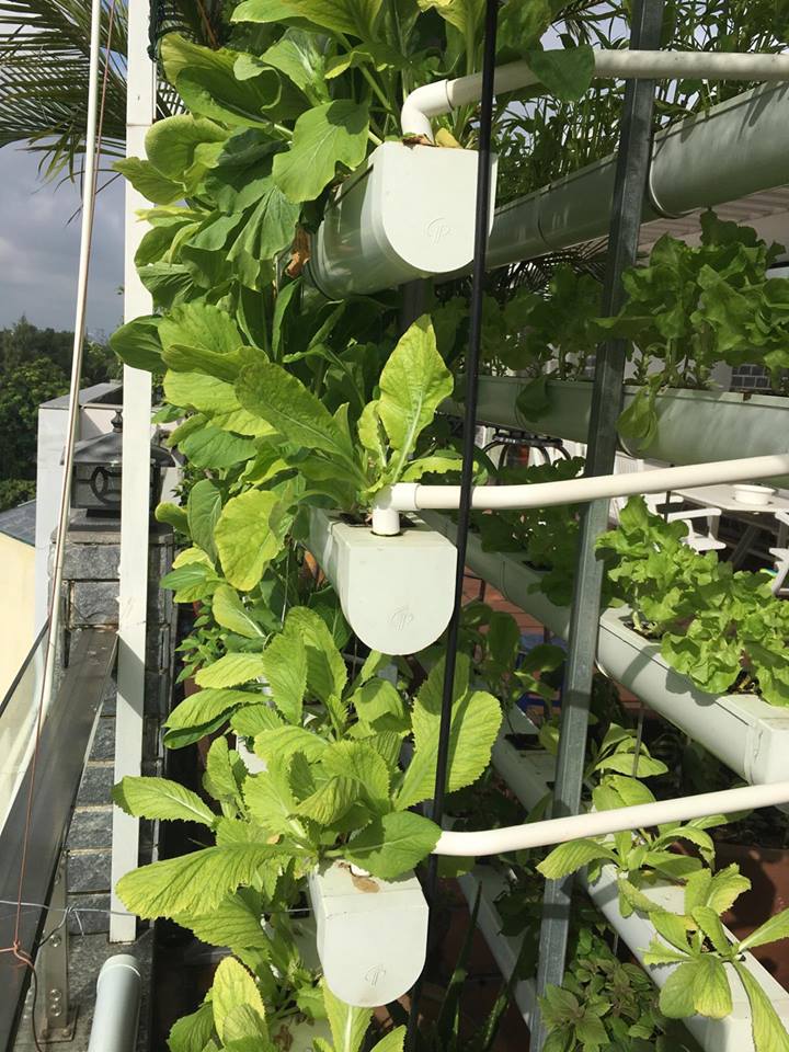 Kiếm tiền tỷ, vì sao Mỹ Linh, Thu Phương vẫn thích trồng rau, nuôi gà? - 3