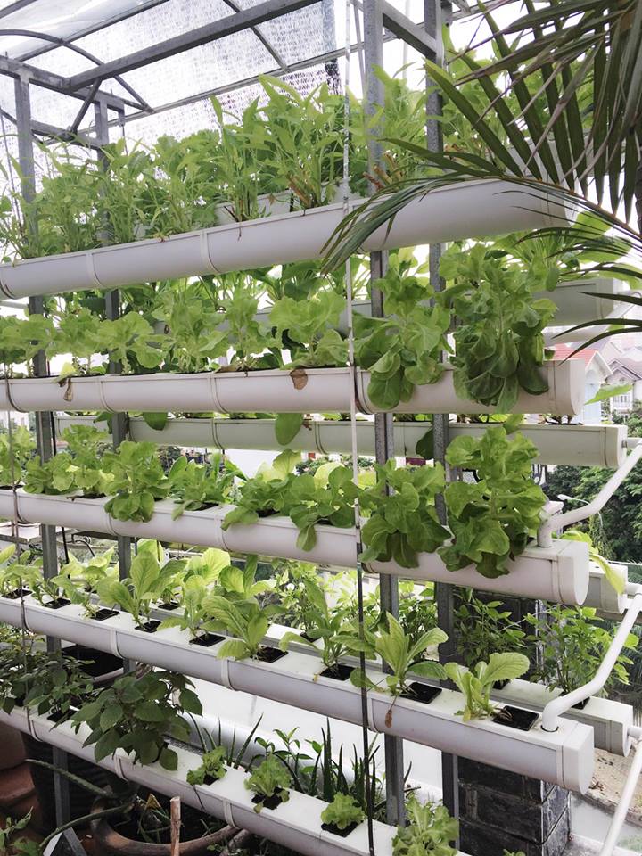 Kiếm tiền tỷ, vì sao Mỹ Linh, Thu Phương vẫn thích trồng rau, nuôi gà? - 4