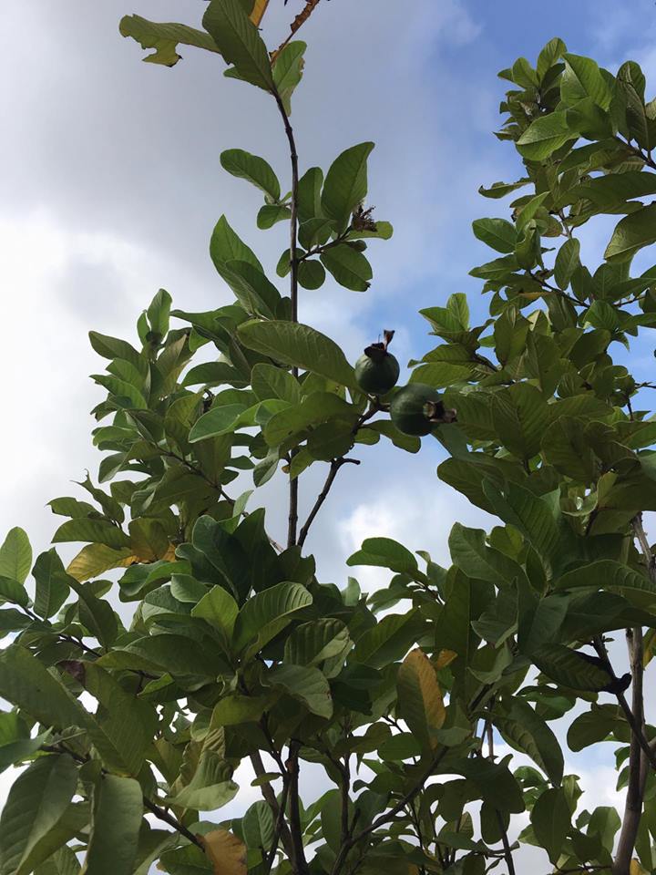 Kiếm tiền tỷ, vì sao Mỹ Linh, Thu Phương vẫn thích trồng rau, nuôi gà? - 7