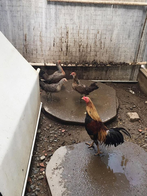 Kiếm tiền tỷ, vì sao Mỹ Linh, Thu Phương vẫn thích trồng rau, nuôi gà? - 5