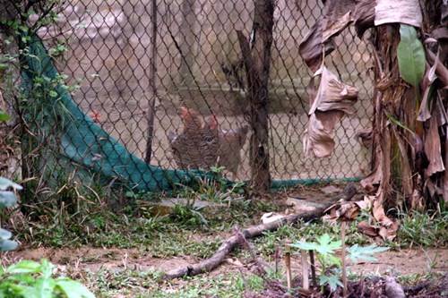 Kiếm tiền tỷ, vì sao Mỹ Linh, Thu Phương vẫn thích trồng rau, nuôi gà? - 11