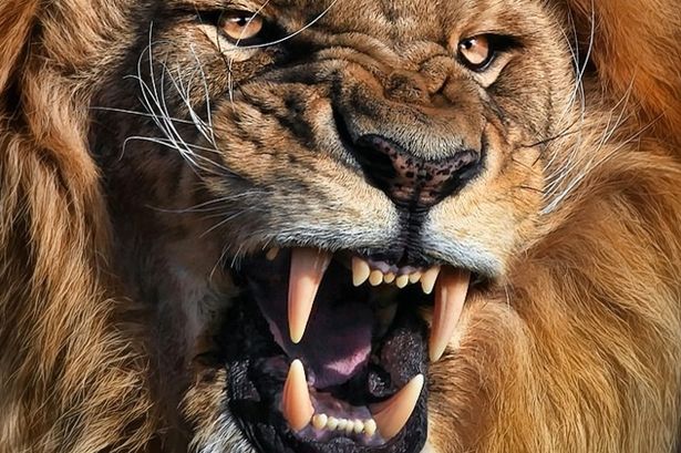 Đàn sư tử châu Phi tàn sát 1.500 người đẫm máu nhất lịch sử - 1