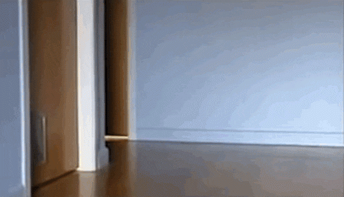 Ảnh động: Những chú mèo mang "lá gan chuột nhắt" - 3