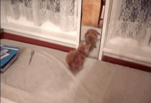 Ảnh động: Những chú mèo mang "lá gan chuột nhắt" - 5