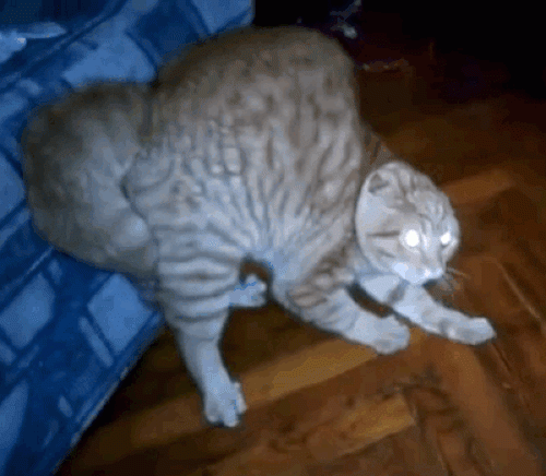 Ảnh động: Những chú mèo mang "lá gan chuột nhắt" - 7