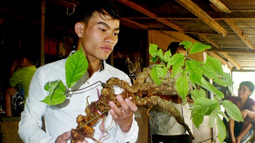 Hành trình đổi mạng lấy &#34;cụ&#34; sâm Ngọc Linh hơn 100 năm tuổi - 1