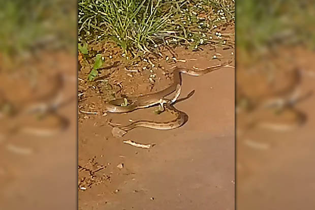 Video: Hổ mang chúa cắn ngập răng, đoạt mạng rắn kịch độc - 1