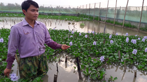 33 tuổi đời, 20 năm làm nghề “bảo mẫu” cho đàn rắn mòng - 1