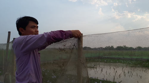 33 tuổi đời, 20 năm làm nghề “bảo mẫu” cho đàn rắn mòng - 2