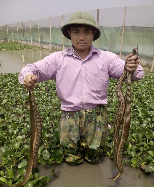 33 tuổi đời, 20 năm làm nghề “bảo mẫu” cho đàn rắn mòng - 3