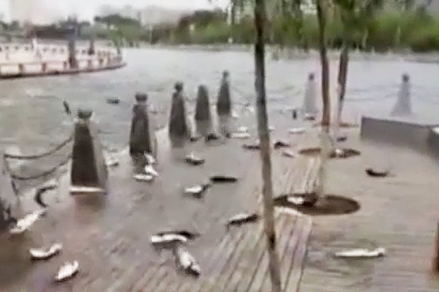 Video: Hàng trăm con cá bỗng nhiên nhảy lên bờ tự sát ở TQ - 2