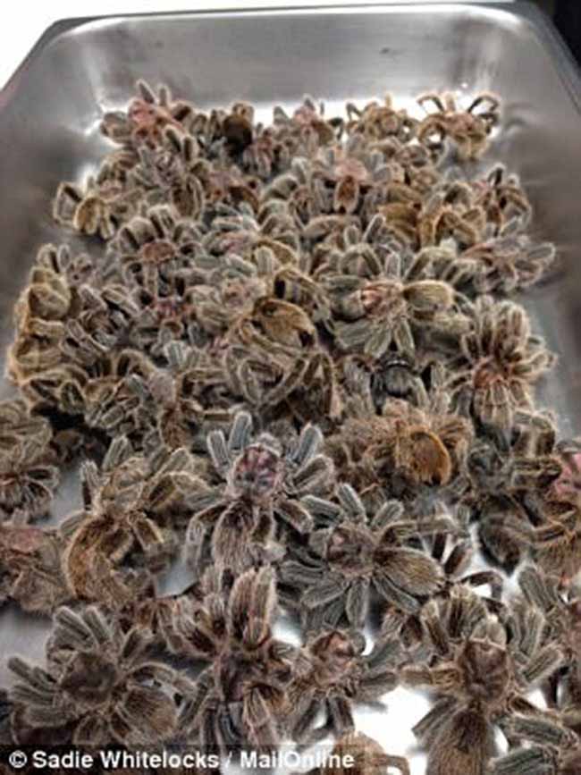 Những món ăn “đáng sợ” nhất thế giới mấy ai dám thử - 2