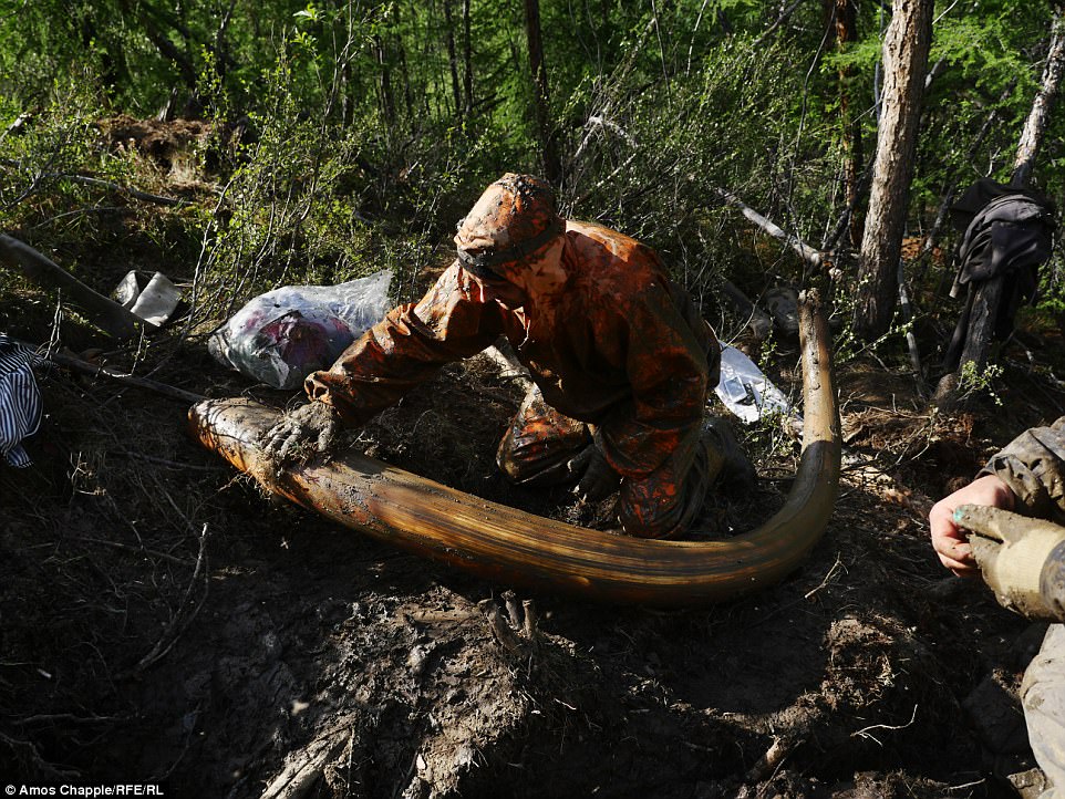 Ảnh: Theo chân những kẻ đào trộm ngà voi ma mút ở Nga - 1