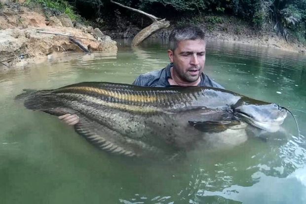 Truy lùng loài cá khổng lồ huyền thoại ở Malaysia - 1