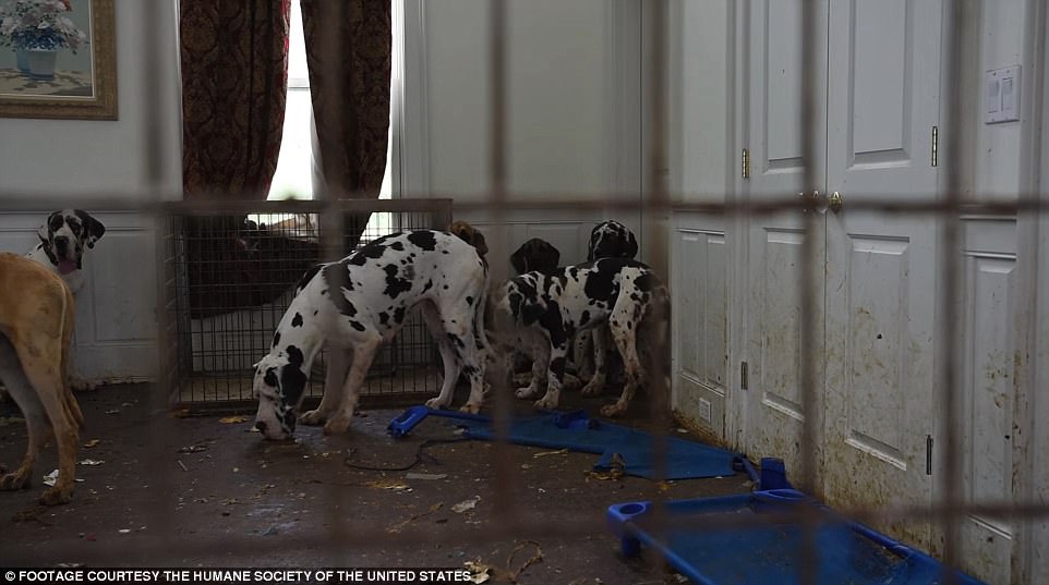 84 chó khổng lồ bị nhốt trong biệt thự siêu bẩn ở Mỹ - 1