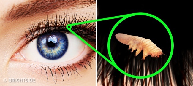 20 bí mật "động trời" về cơ thể con người - 4