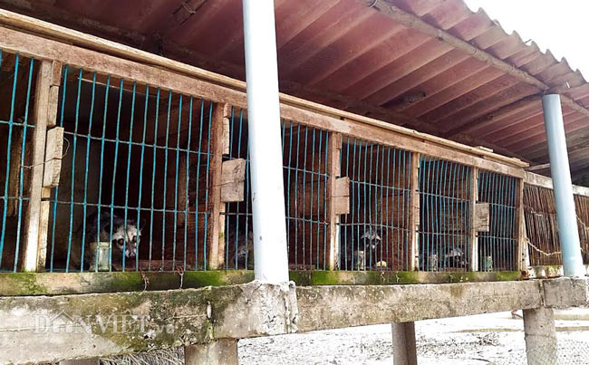 “Bậc thầy” xứ Đất Mũi giúp chồn sinh sản sòn sòn, một năm 3 lần - 2